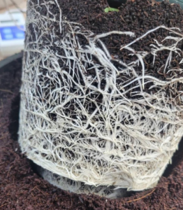 Dutchpro USA White roots in a soil substrate